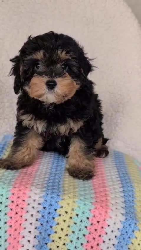 Cavapoo dogs for sale: Adorable (3/4 Cavalier) Cavapoos - Video 1