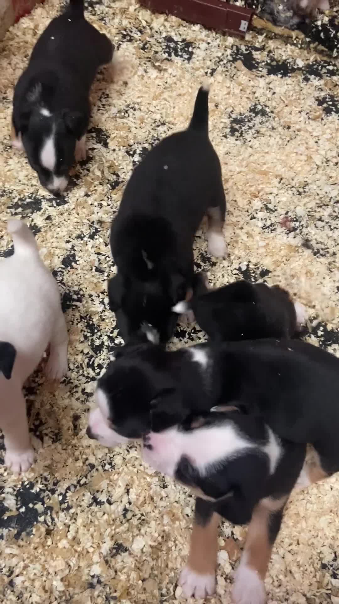 Jack Russell dogs for sale: Beautiful True to type Jack Russell  - Video 1