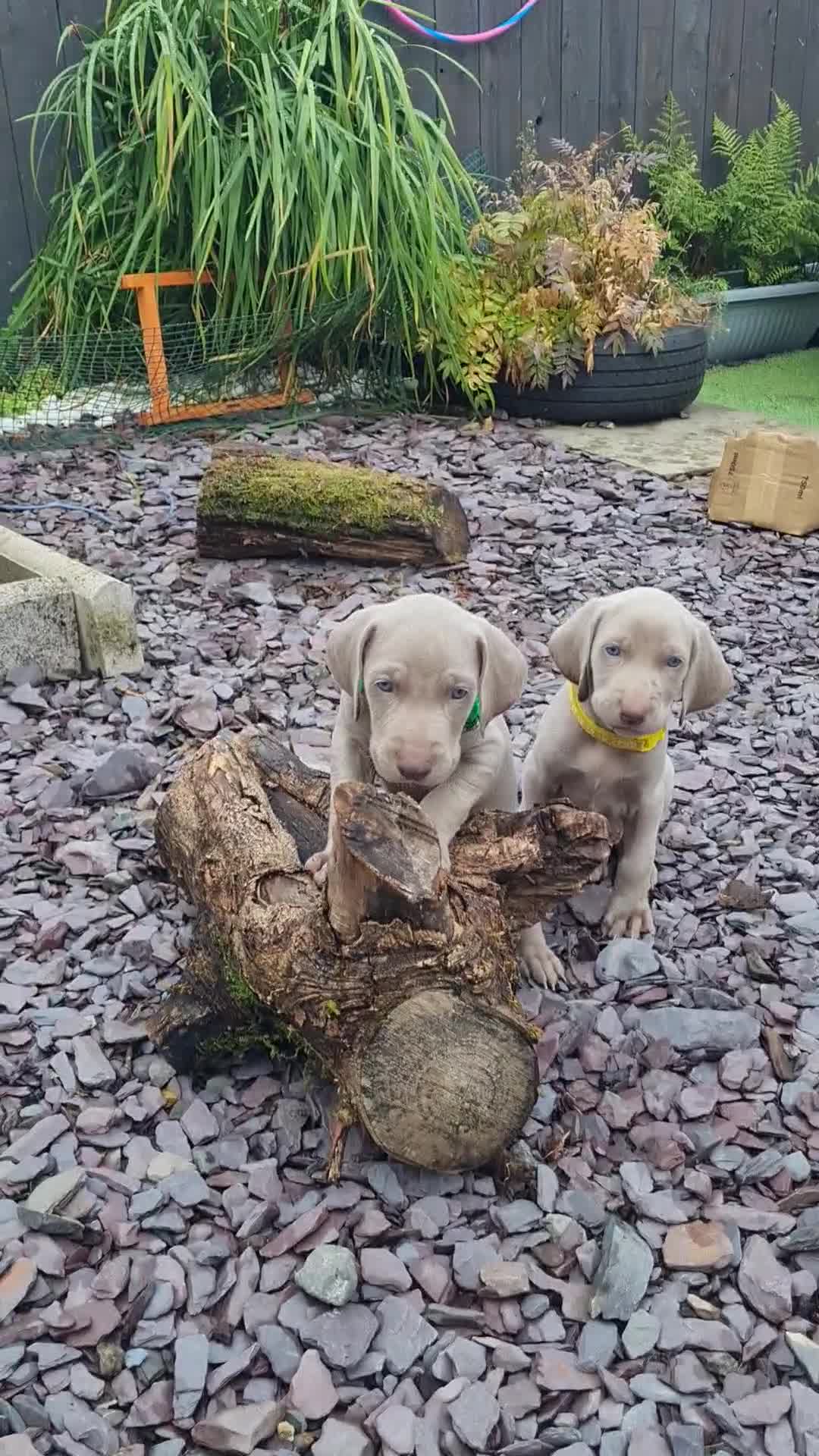 Weimaraner dogs for sale: KC reg Weimaraner pups - Video 5