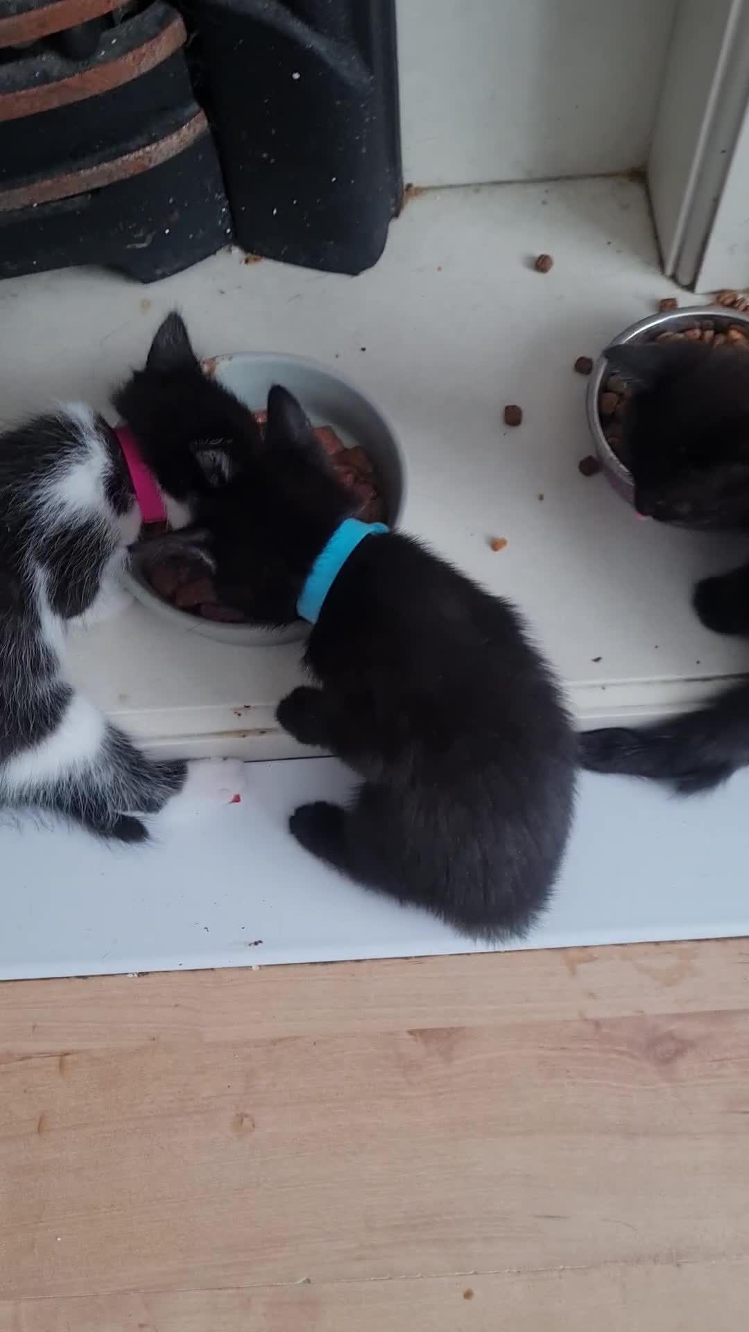 Mixed Breed cats for sale: 3 girls 2 boys kittens ready now  - Video 3