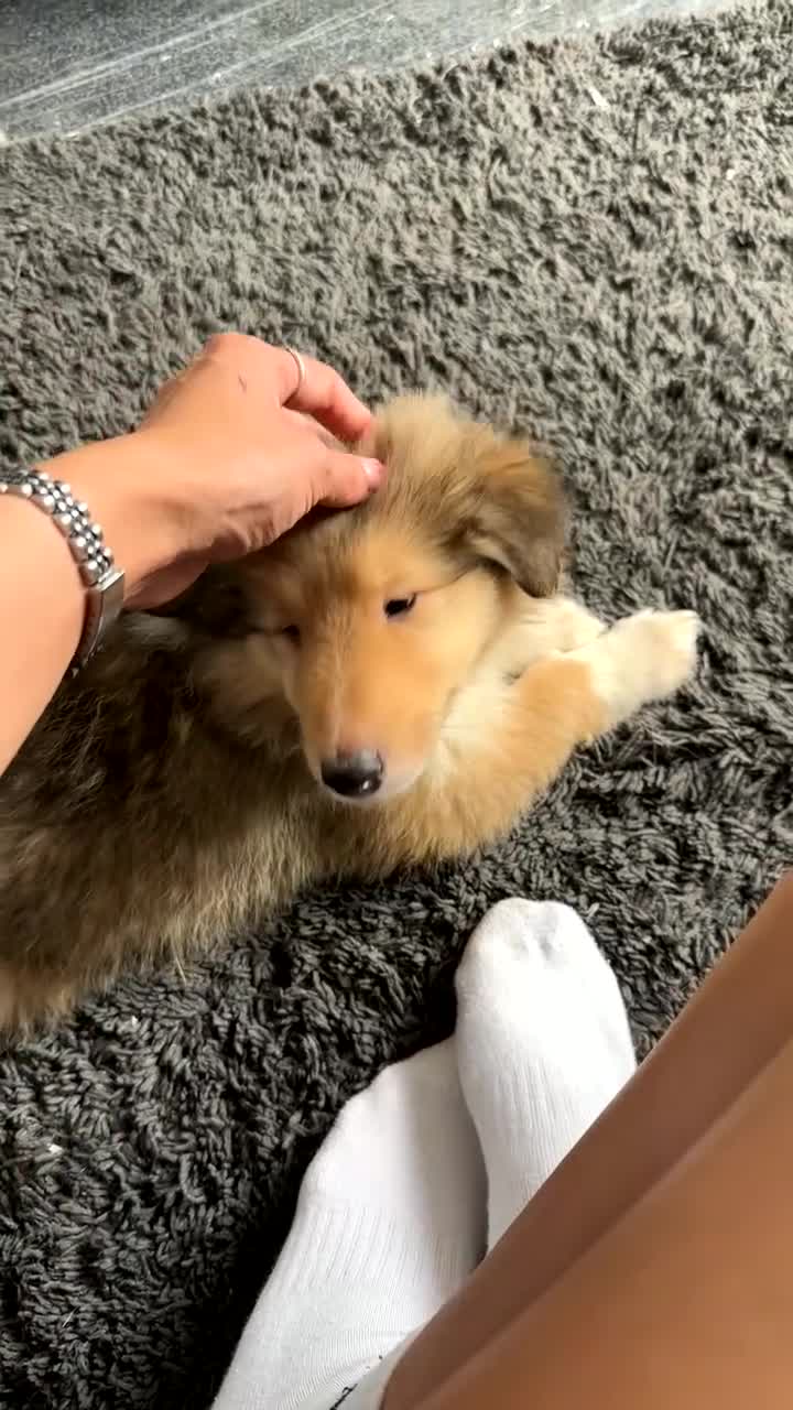 Rough Collie dogs for sale: 1 Male KC Rough Collie Puppies Sable & White - Video 1