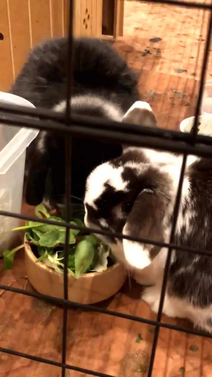 Mini Lop rabbits for sale: 2 Mini Lops 5 Years Old Couple  - Video 1