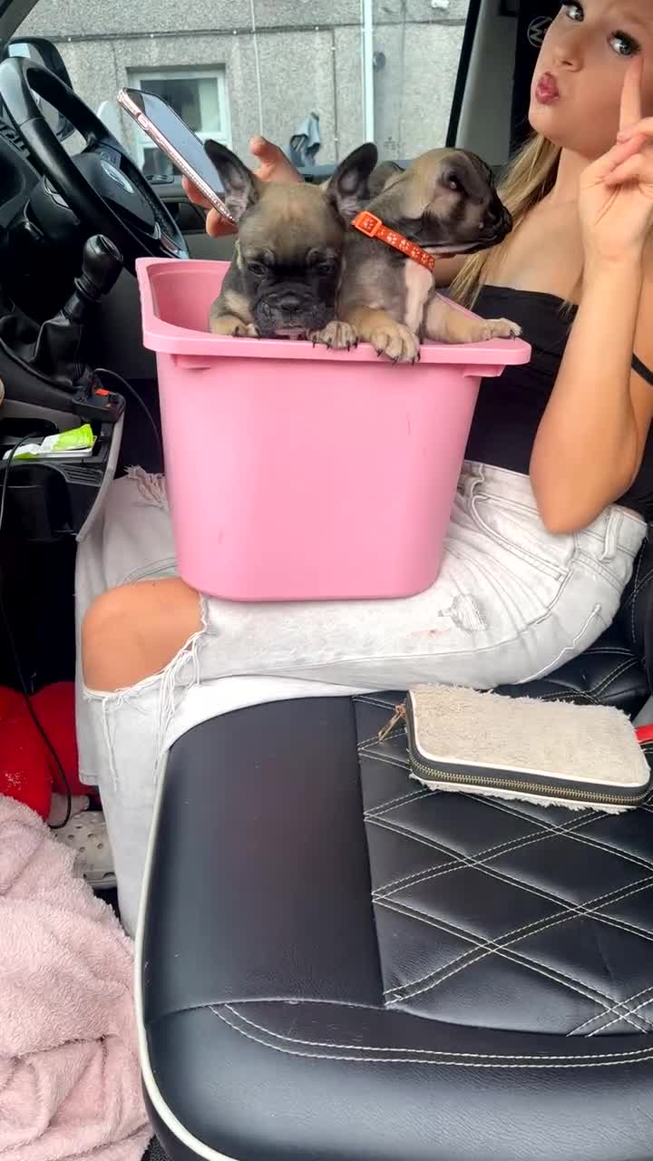 Mixed Breed dogs for sale: French bulldog x British bulldog - Video 1
