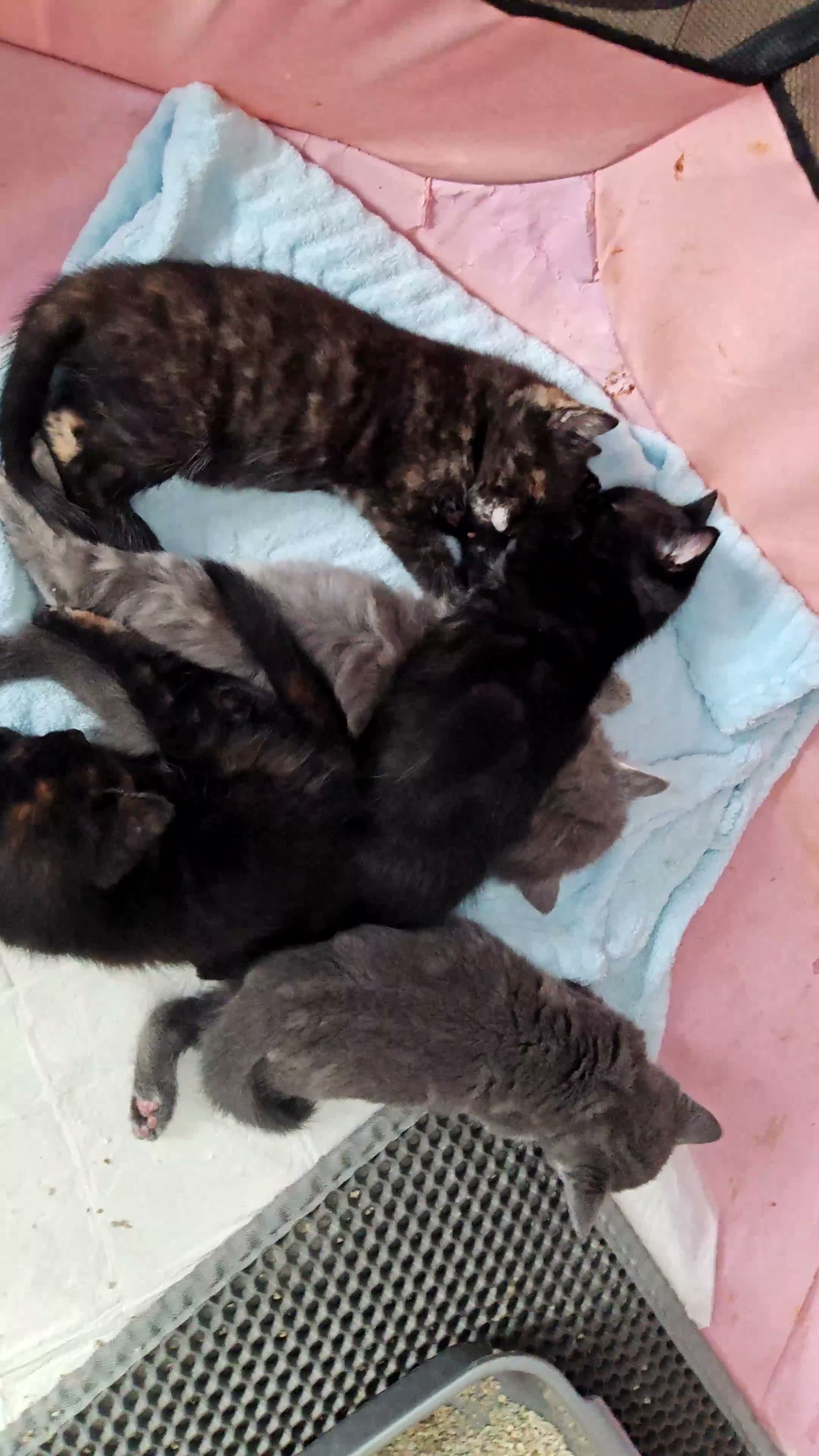 Mixed Breed cats for sale: Kittens in Boston - Video 4