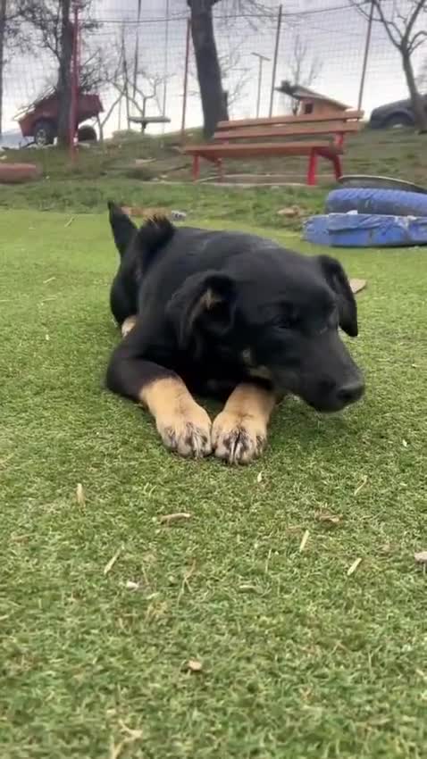 Mixed Breed dogs for adoption: Barker - Video 5