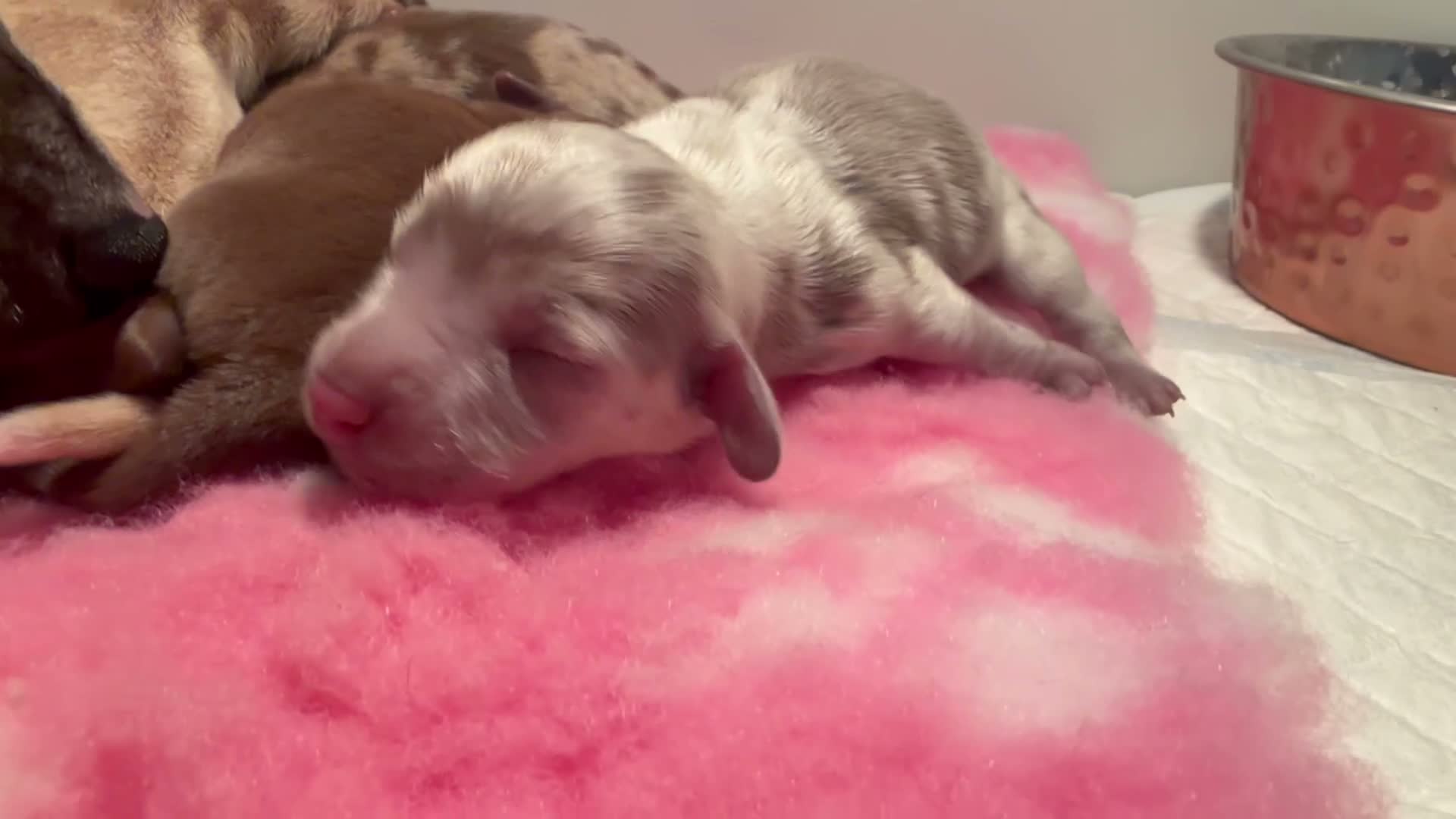 Miniature Dachshund dogs for sale: Teacup in Bootle - Video 1