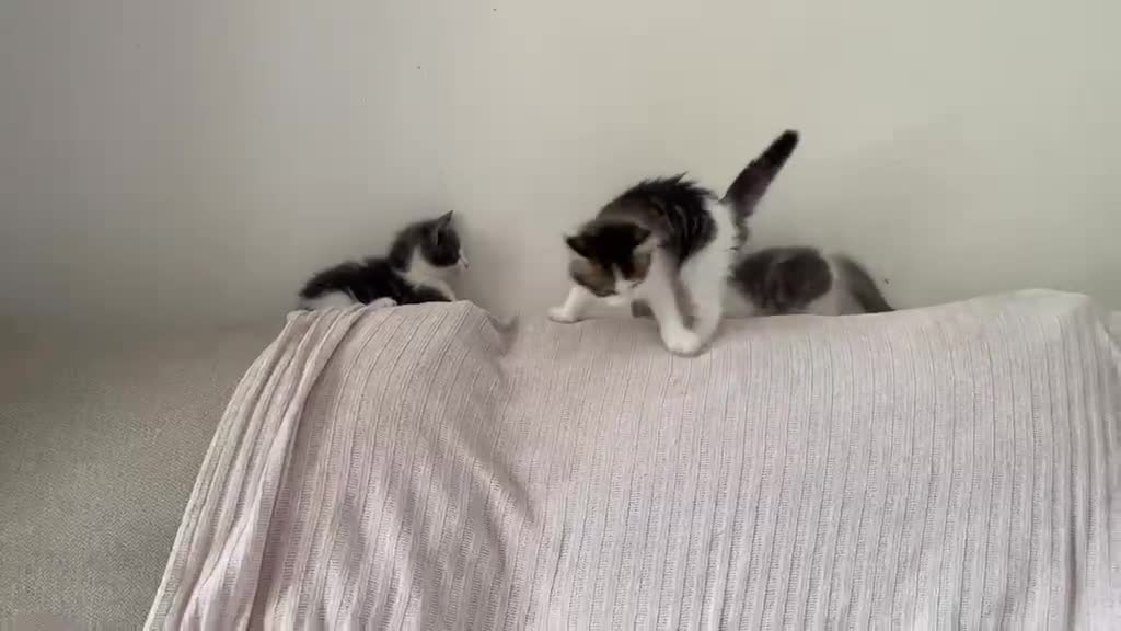 Mixed Breed cats for sale:     4 Beautiful Kittens Ready for Forever Homes ❤️ - Video 1
