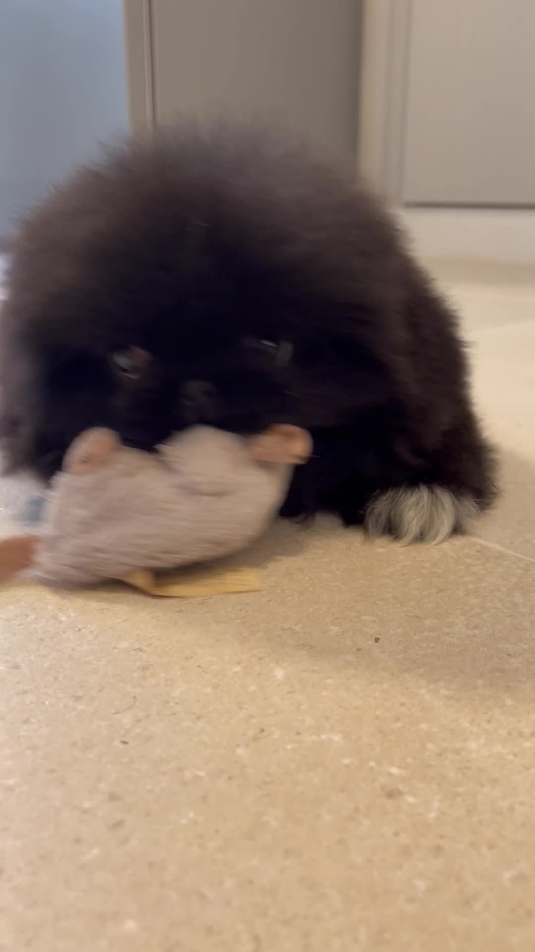 Pekingese dogs for sale: 💙Stunning Black KC registered Pekingese Puppy💙 - Video 3