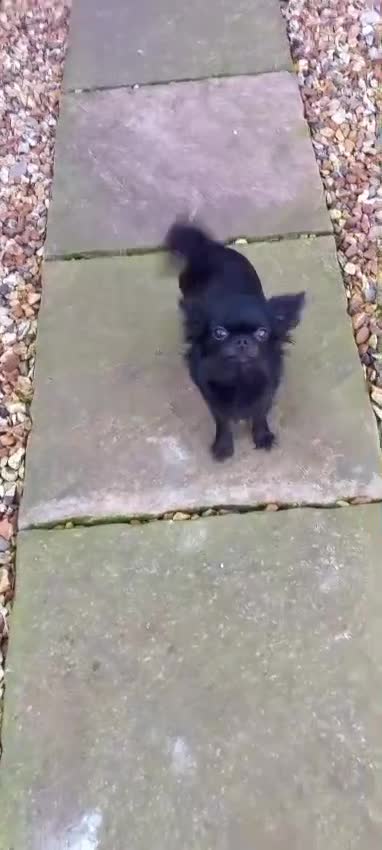 Chihuahua dogs for sale: ❤️‍🔥Long-coat Girl❤️‍🔥DNA tested❤️‍🔥PET only!! - Video 2