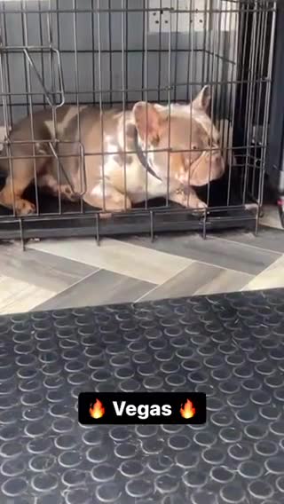 French Bulldog dogs for stud: VEGAS- new shade Isabella & tan Merle  in Southampton - Video 2