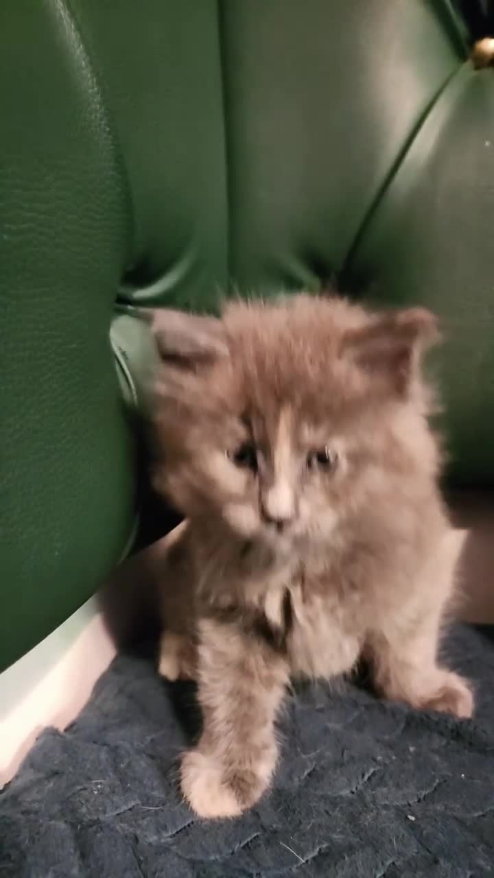 Maine Coon cats for sale: Maine Coons kitten Birmingham  - Video 4