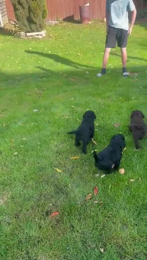 Labradoodle dogs for sale: Multigenrational labradoodle  - Video 1