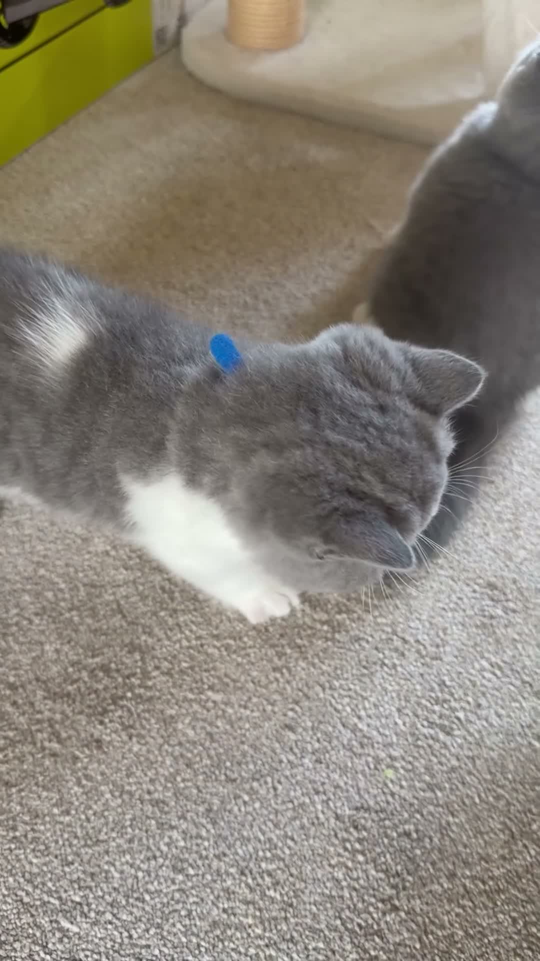 British Shorthair cats for sale: 🐾 Beautiful Blue & White BSH Boys 🐾 - Video 4