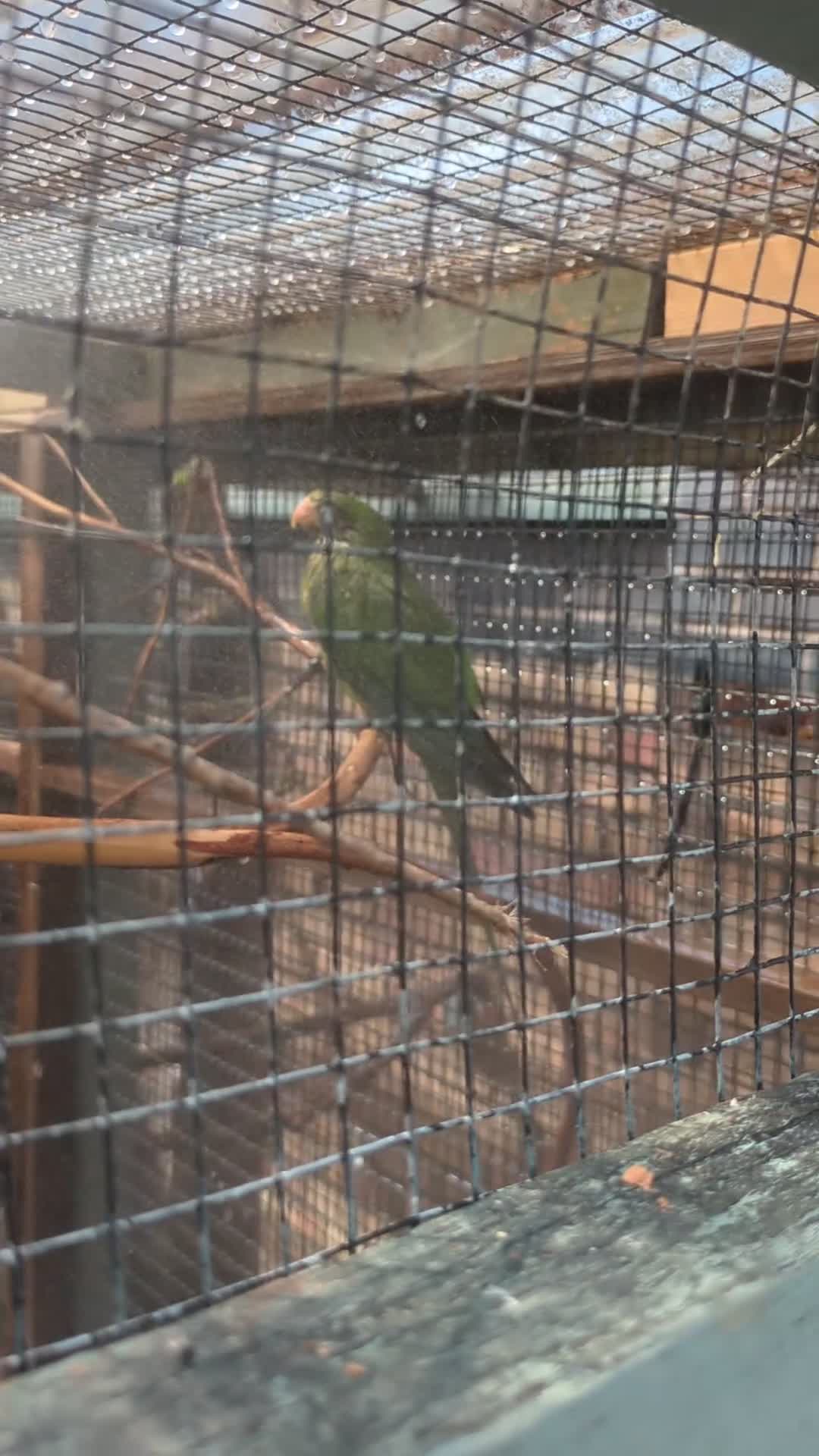 Parrots birds for sale: Barrabands for sale  - Video 1