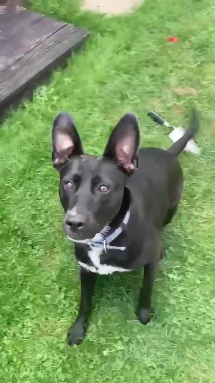 Mixed Breed dogs for adoption: Hollie needs her forever home - Video 5