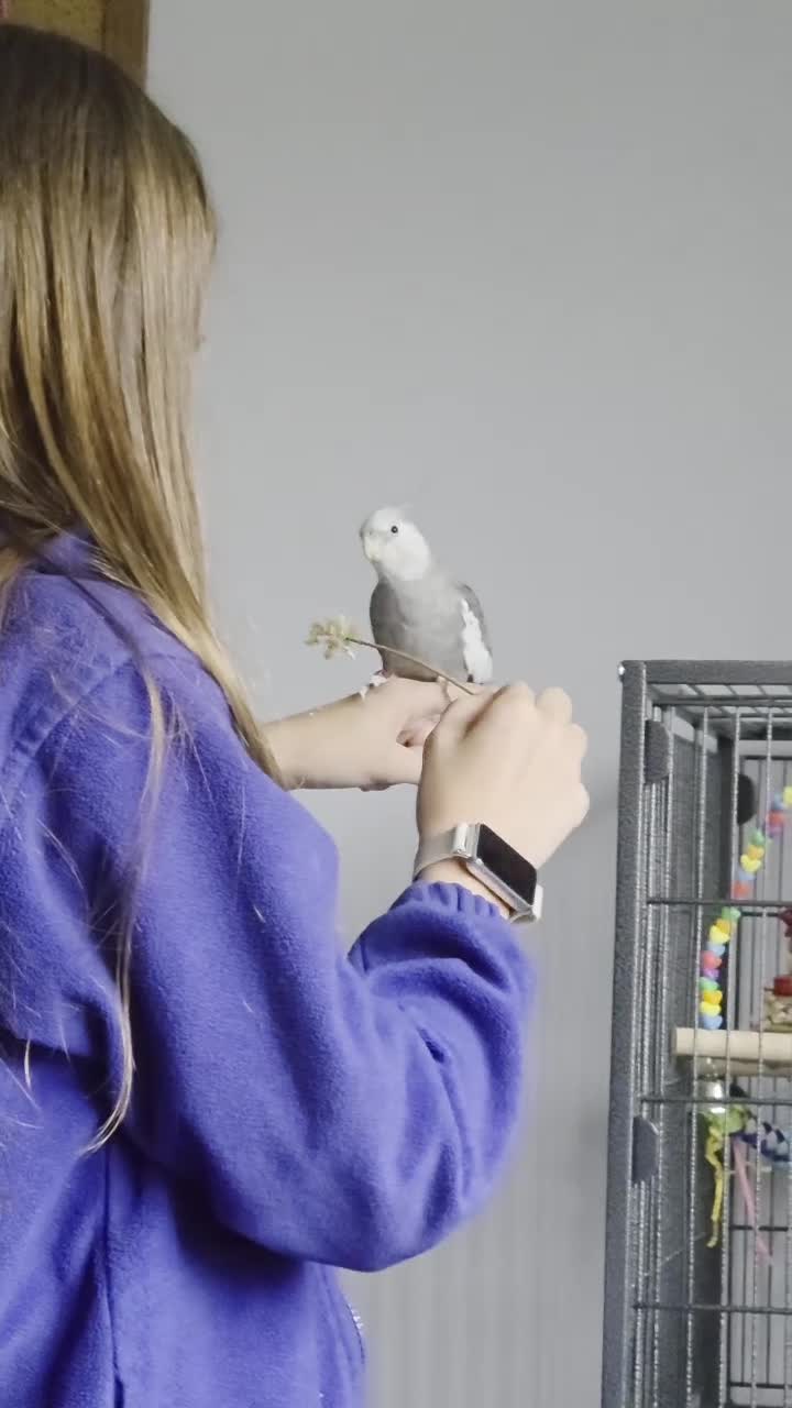 Cockatiels birds for sale: Cockatiel and cage for sale in Hinckley - Video 1