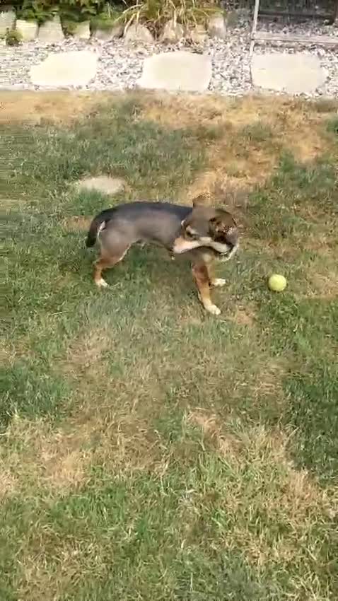 Mixed Breed dogs for adoption: Sweet Dali looking for LOVE  - Video 1