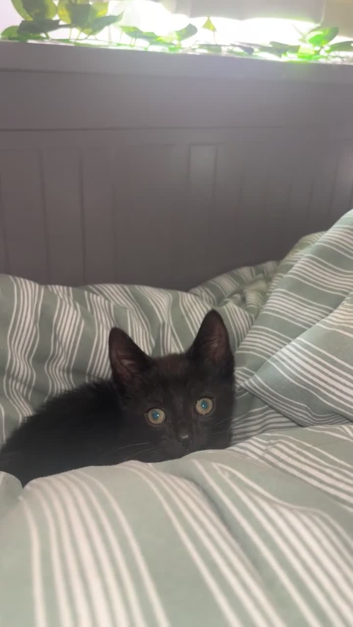 British Shorthair cats for sale: Rolo, 5 Months old in Mansfield - Video 1