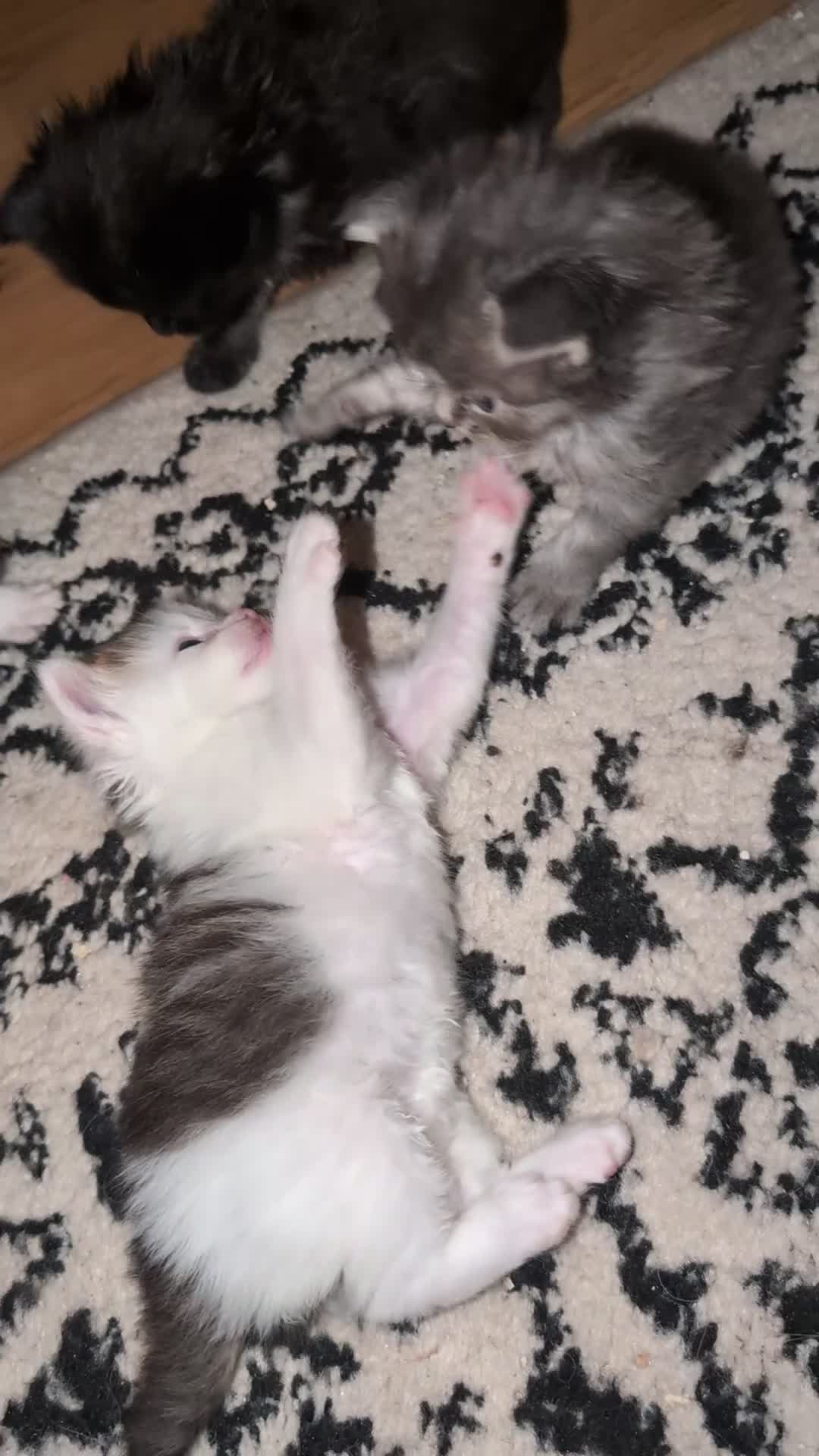 Maine Coon cats for sale: 5 Beautiful Maine coon kittens available! 😻 - Video 3