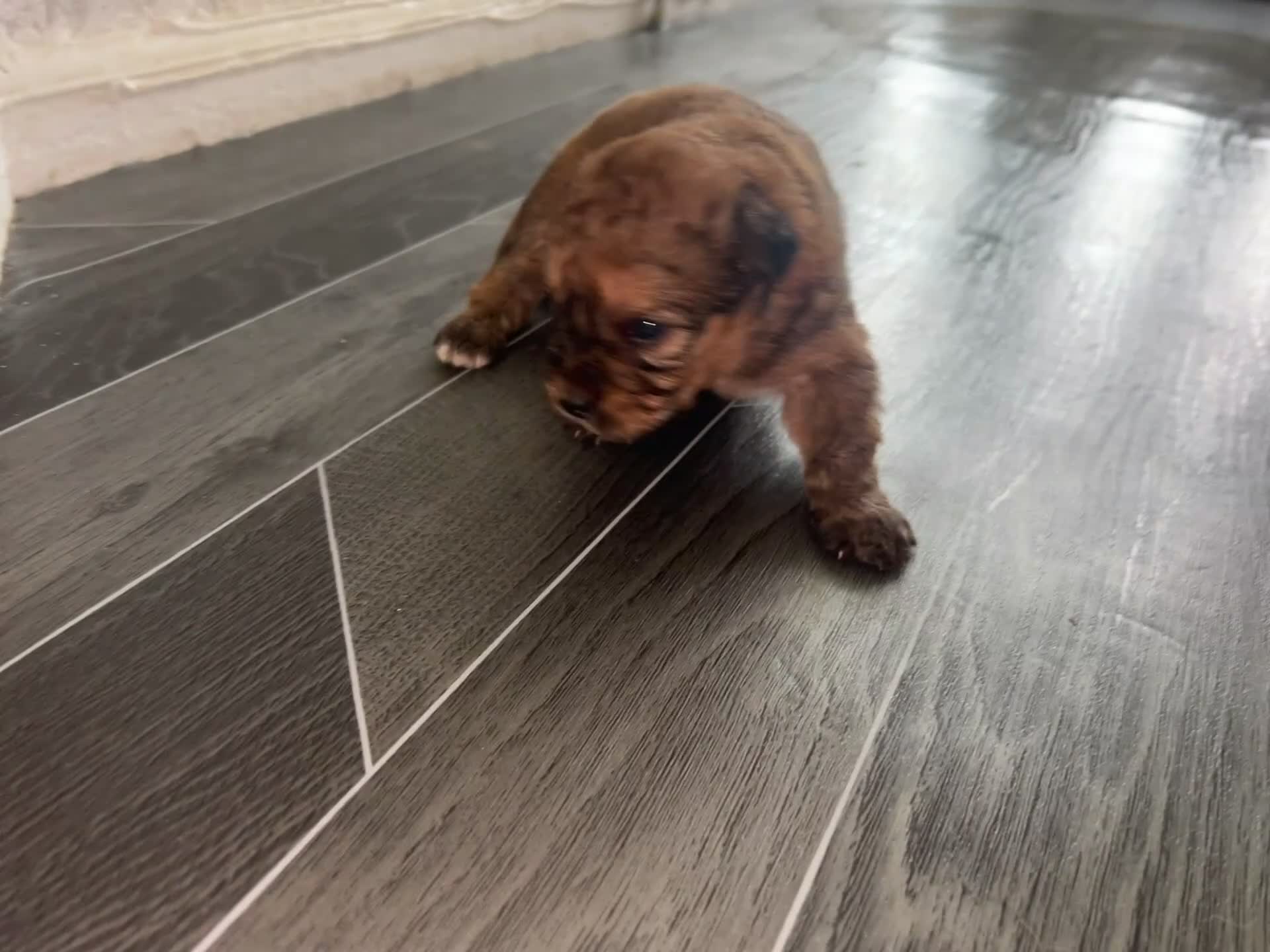 Mixed Breed dogs for sale: 7 beautiful Malkita x puppies with unique colours  - Video 3