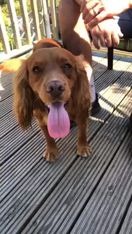 Cocker Spaniel dogs for stud: Gorgeous Red Cocker Spaniel Stud in Saint Austell - Video 1
