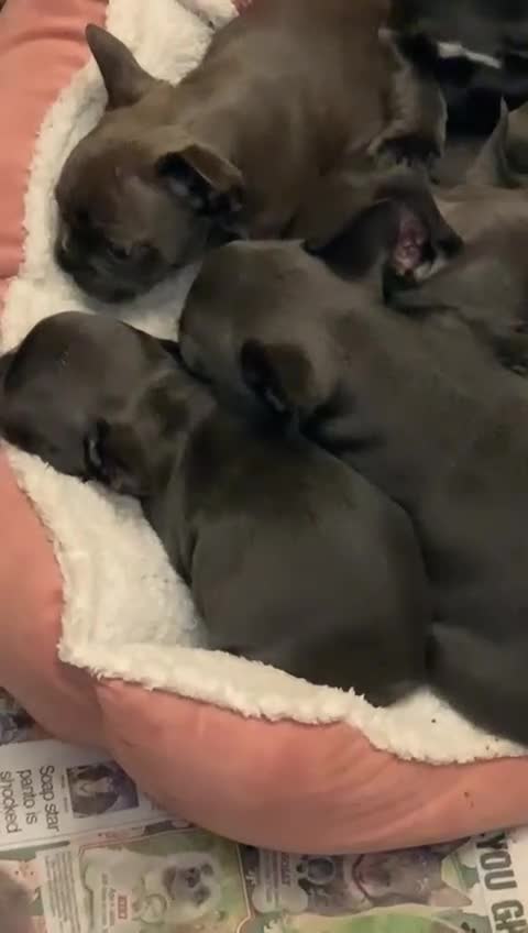 French Bulldog dogs for sale: QUALITY SOLID BLUE FRENCH BULLDOG PUPPIES  - Video 2