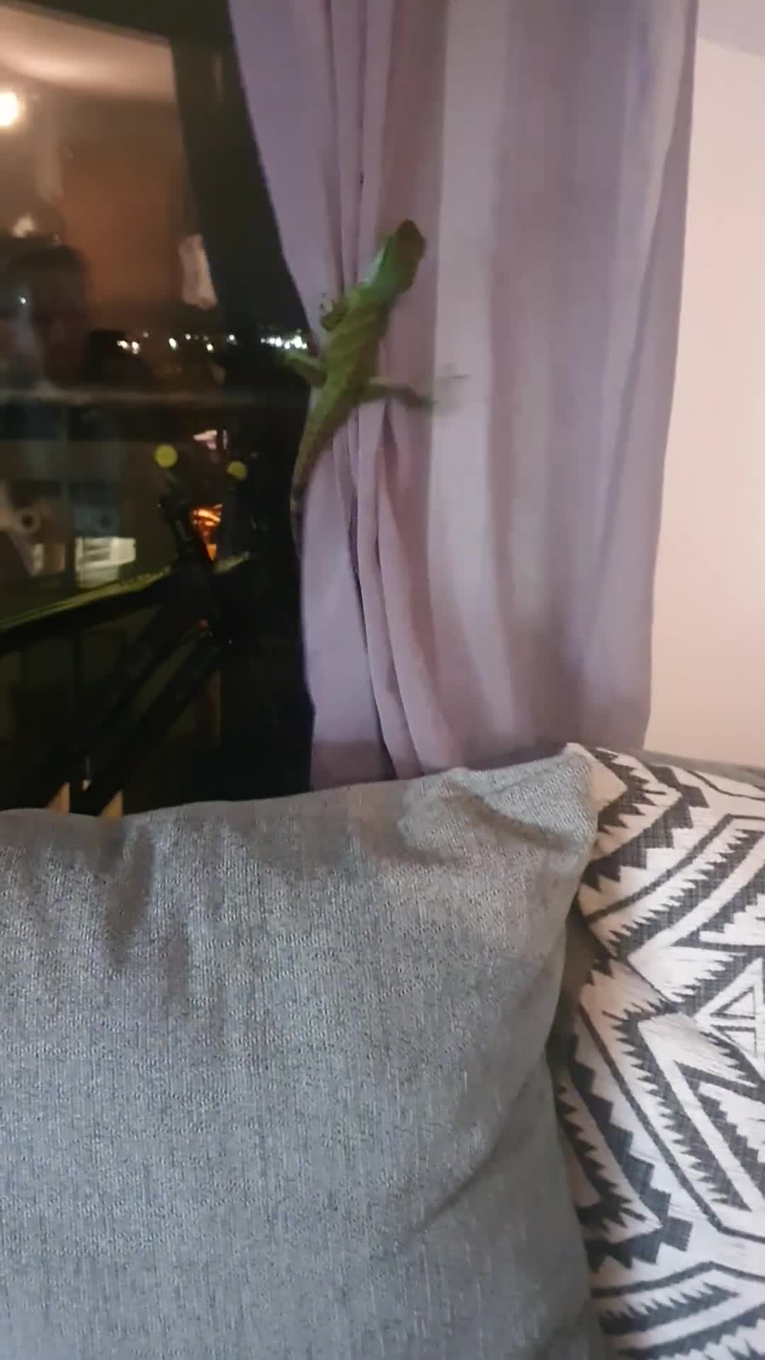 Dragon reptiles for sale: Water Dragon in Salford - Video 2