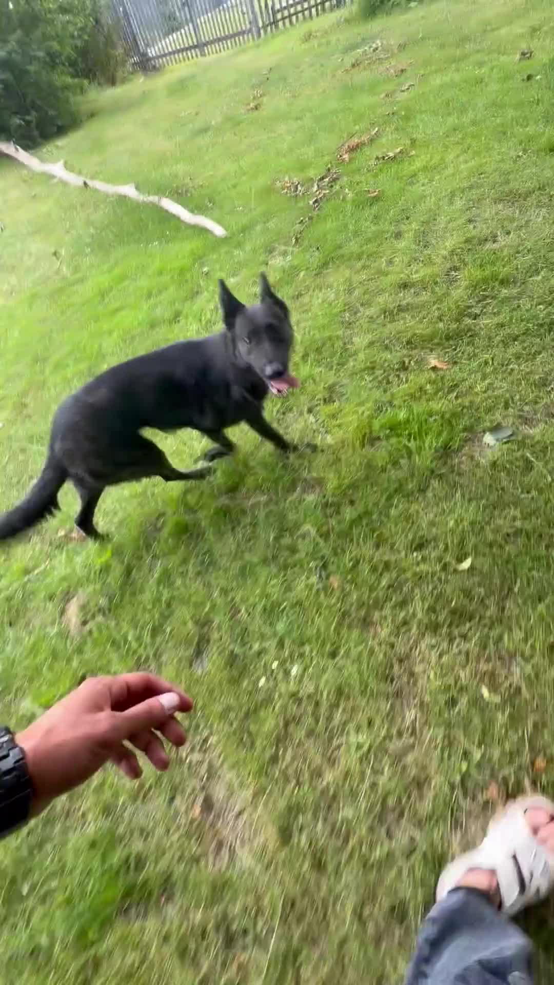Mixed Breed dogs for sale: Dutch herder x German shepherd 3 years female  - Video 1