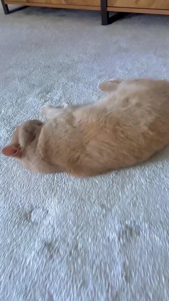 British Shorthair cats for sale: British short hair  - Video 1