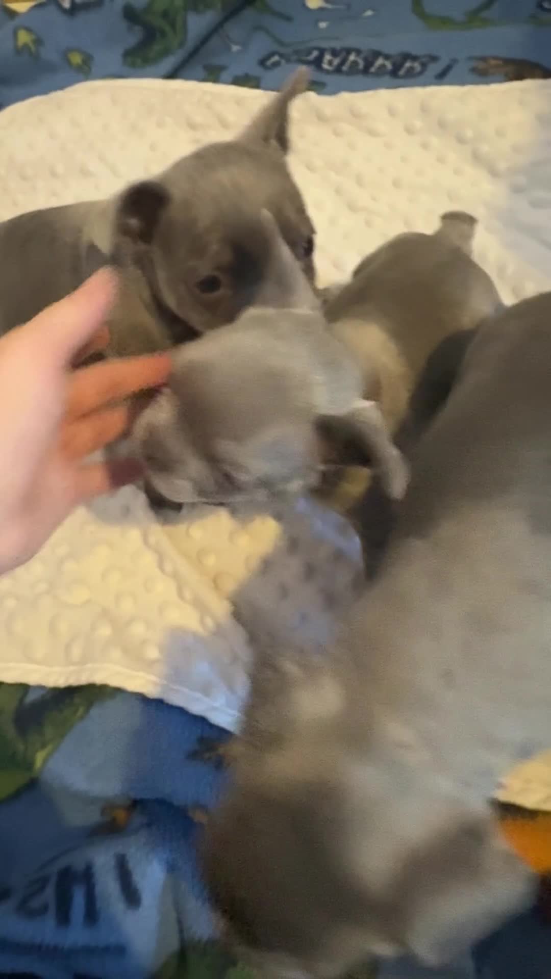 French Bulldog dogs for sale: 3 beautiful frenchie boys  - Video 1