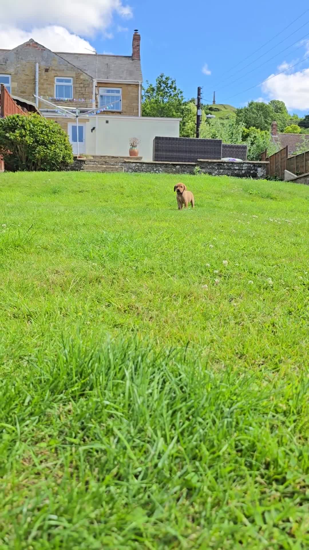 Labrador Retriever dogs for sale: KC Reg Working Fox Red Labrador  - Video 2