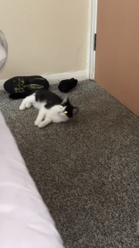 Mixed Breed cats for sale: Male tuxedo kitten  in Oldham - Video 3
