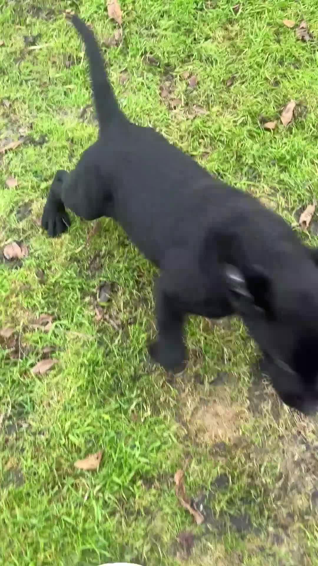 Labrador Retriever dogs for sale: 1 Black Labrador bitch left ready to go now  - Video 5