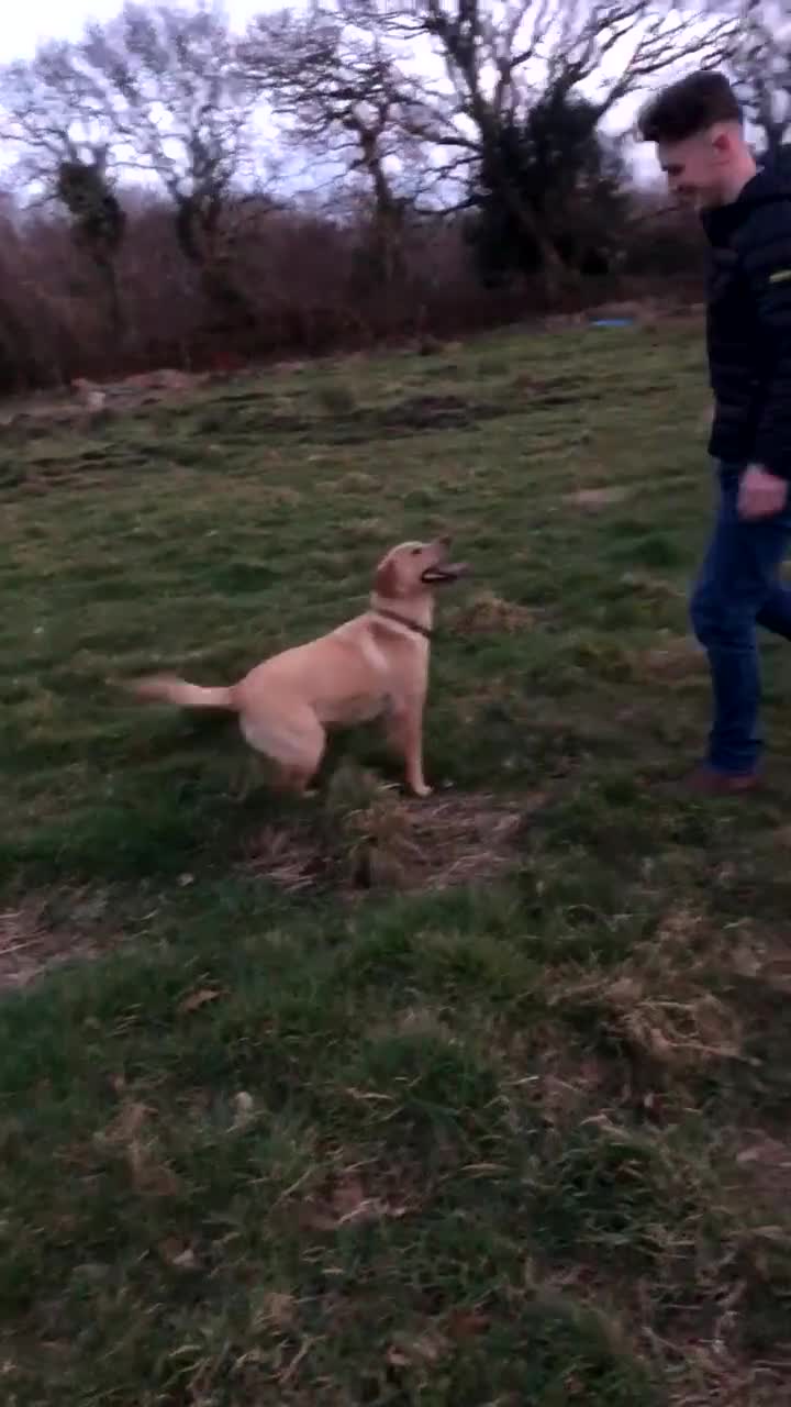 Labrador Retriever dogs for sale: Our perfect Labrador retriever - Video 1