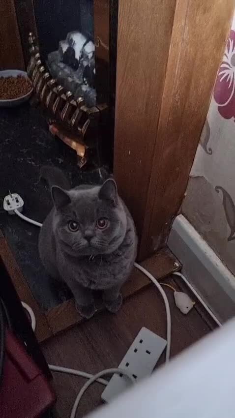 British Shorthair cats for sale: Last Female Ready Too Go GCCF Healthy Pedigree - Video 4