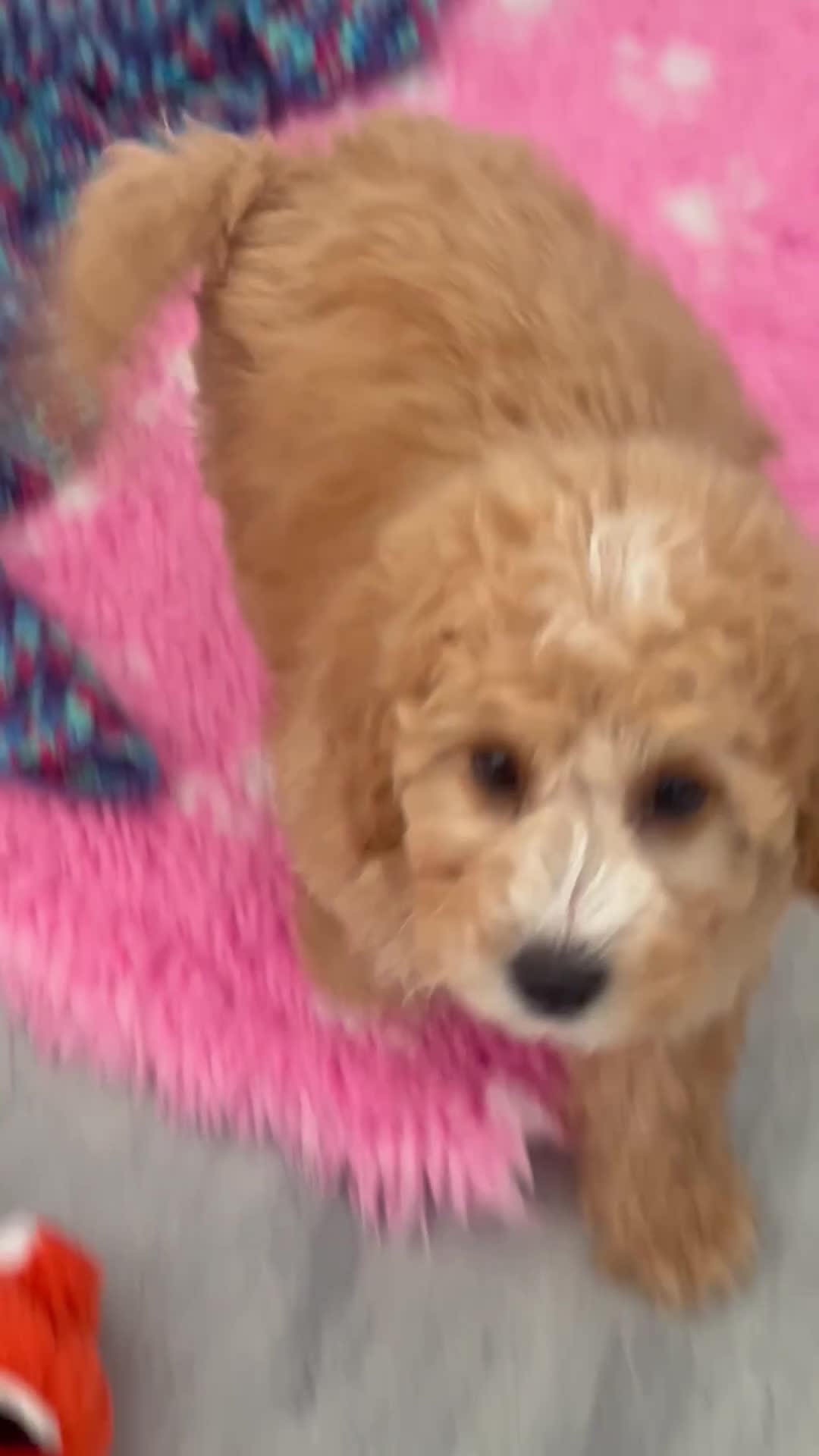 Toy Poodle dogs for sale: Outstanding KC Toy Poodles - READY NOW - Video 1