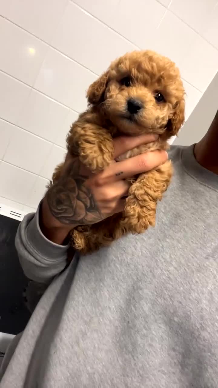 Shihpoo dogs for sale: F1B shihpoos  - Video 2