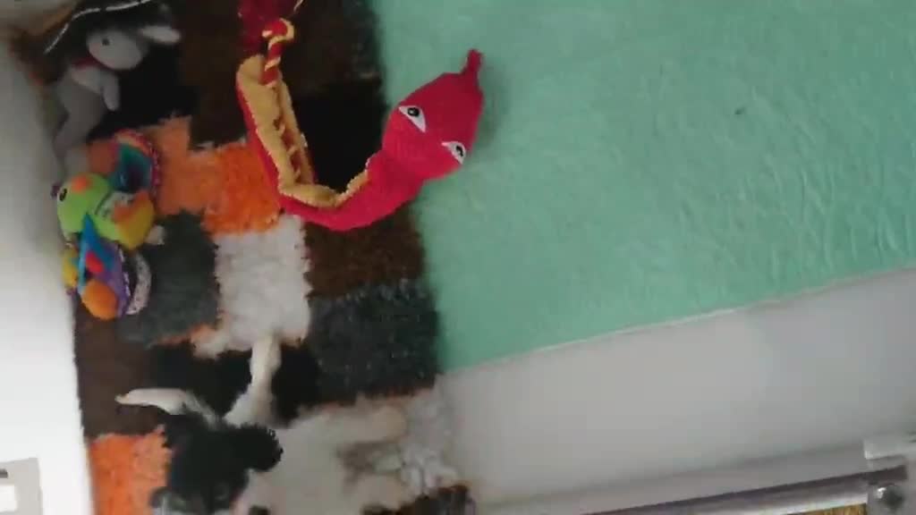 Cavalier King Charles Spaniel dogs for sale: Cavalier King Charles  - Video 1