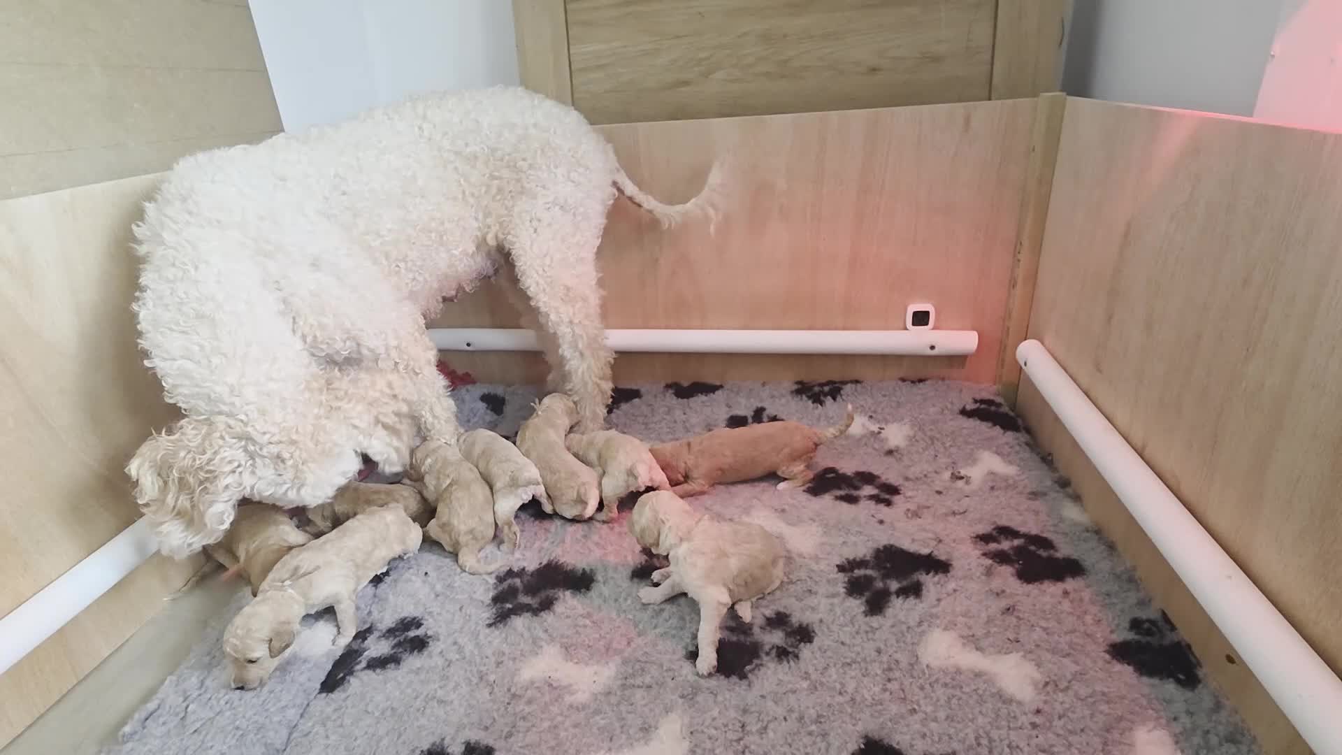 Labradoodle dogs for sale: MultiGen Labradoodle Puppies - Video 2