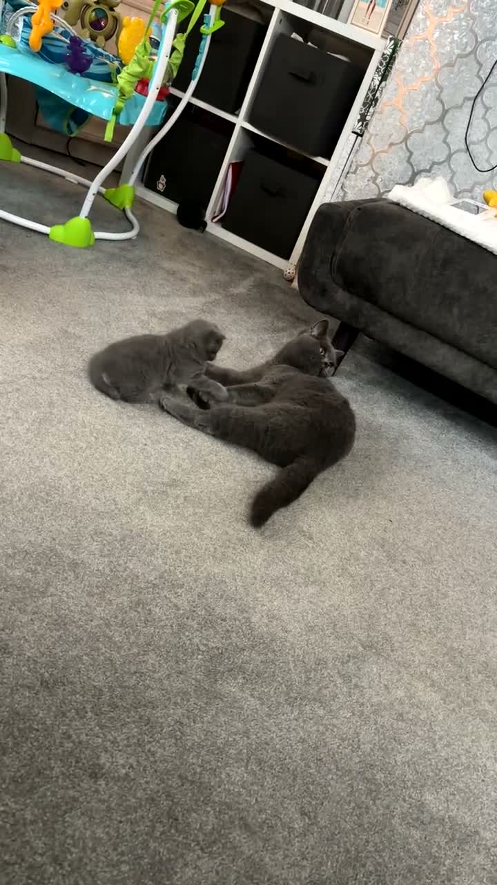 British Shorthair cats for sale: Chunky British blue kitten  - Video 1
