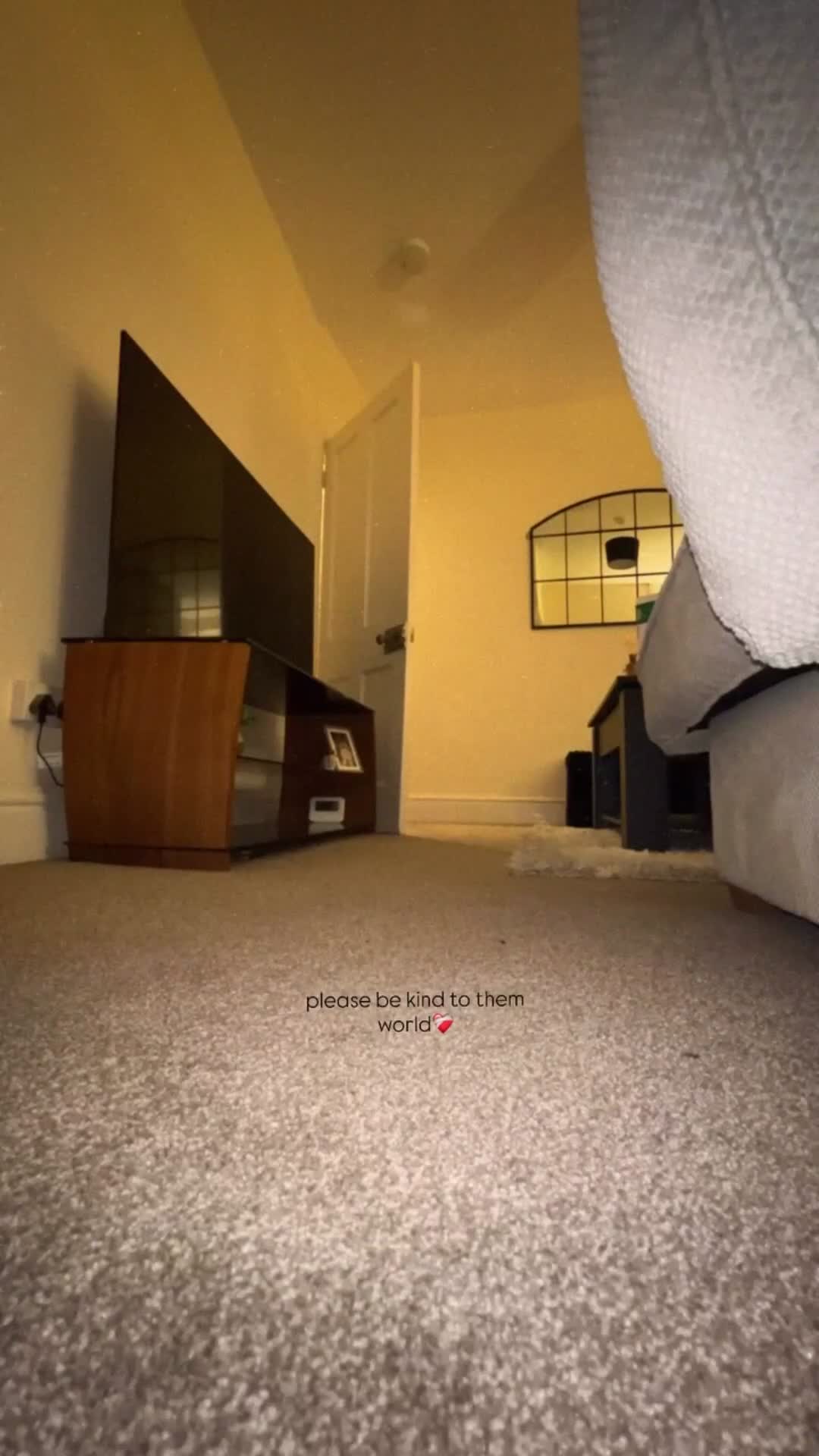 Staffordshire Bull Terrier dogs for sale: ONE GORGEOUS PURE BLUE BOY AVAILABLE  - Video 1