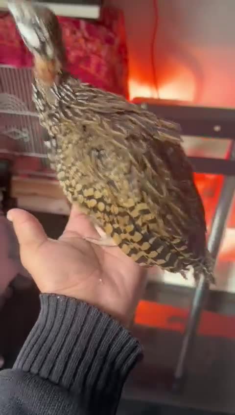 Mixed Breed birds for sale: Black francolin kala teeter  - Video 1