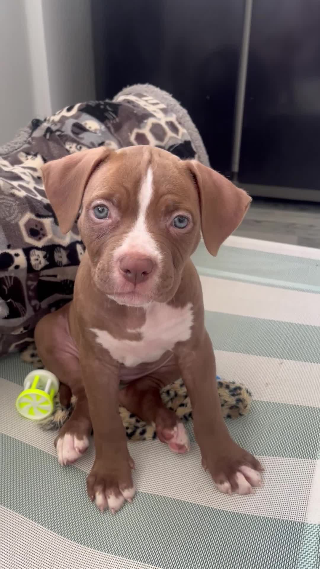 Mixed Breed dogs for sale: 3 gorgeous girls in Preston - Video 2