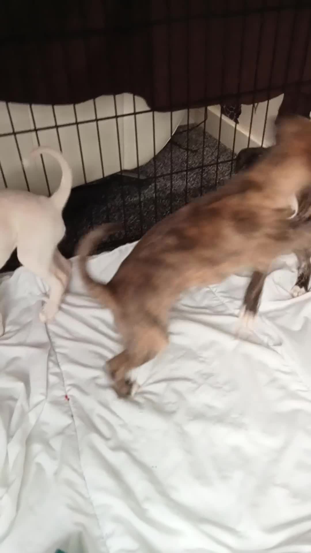 Mixed Breed dogs for sale: Puppy for sale - Video 1