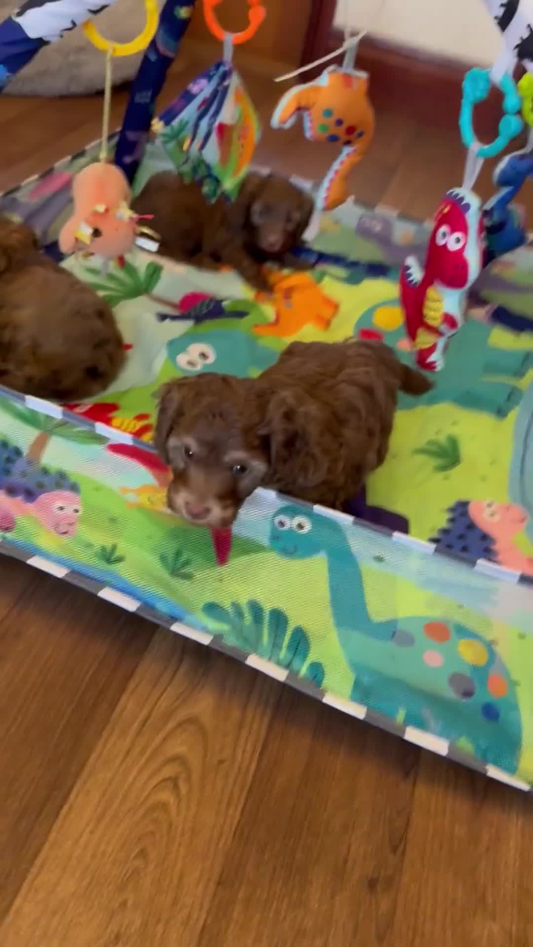 Cavapoo dogs for sale: Extensively health tested Cavapoo Pups - Video 3