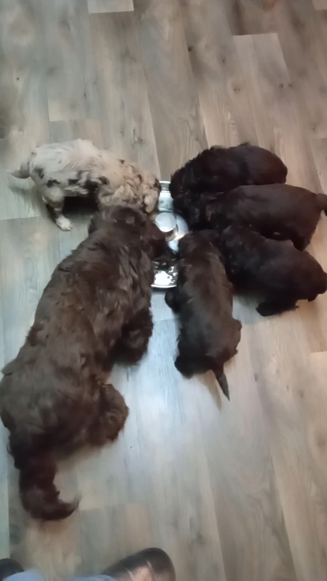 Cavapoo dogs for sale: LITTLE GIRL READY FOR NEW HOME NOW - Video 2