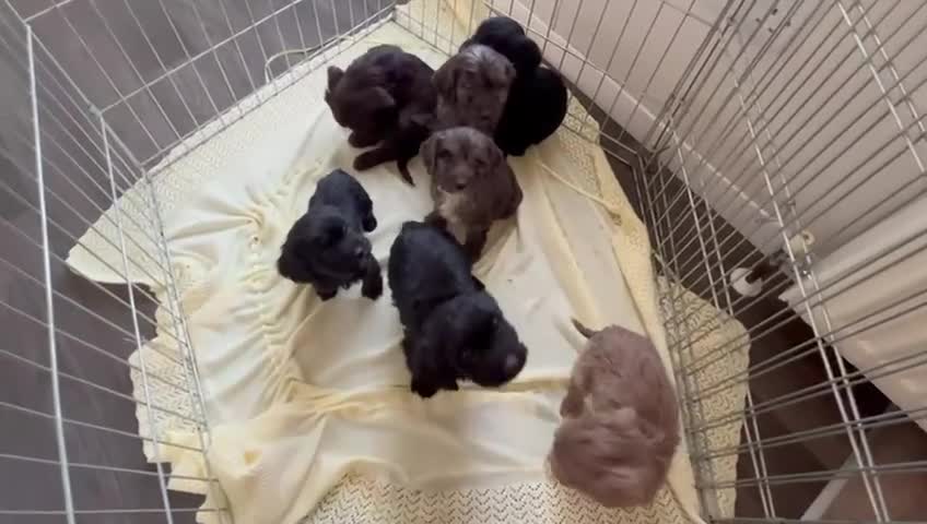 Cockapoo dogs for sale: Merle F1 Cockapoo  - Video 1