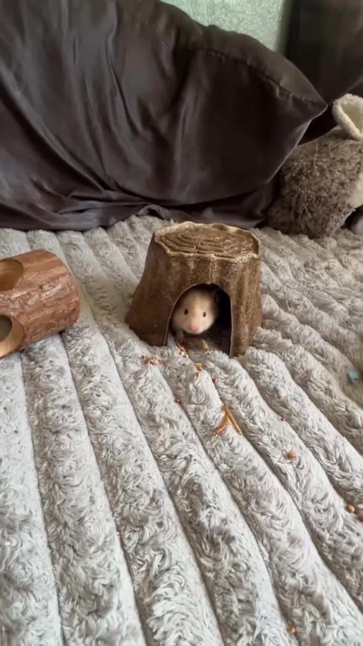 Hamster rodents for sale: Female Syrian hamster  in Bromley - Video 3