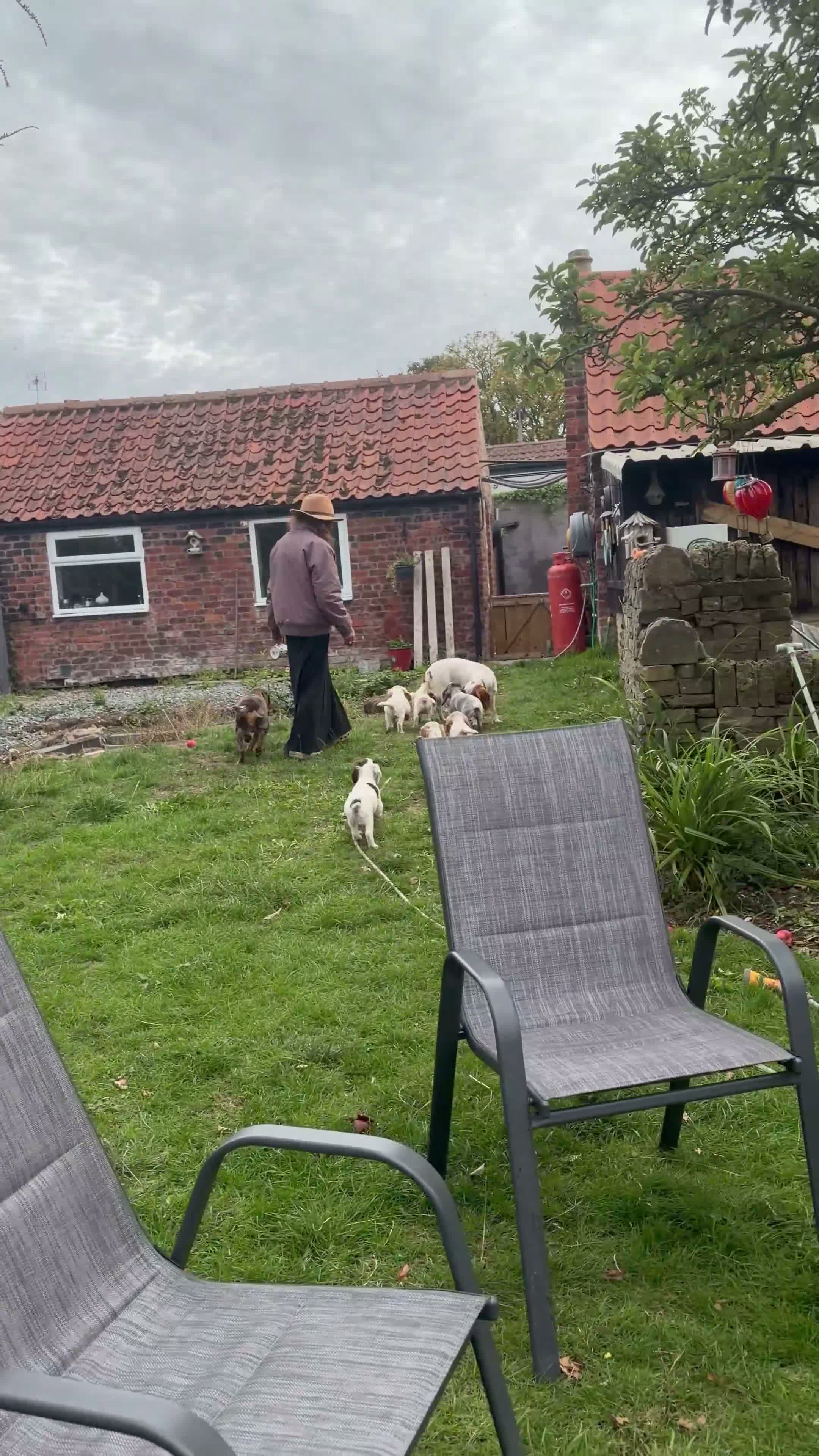 Cocker Spaniel dogs for sale: 8 KC registered Cocker Spaniel Puppies - Video 1