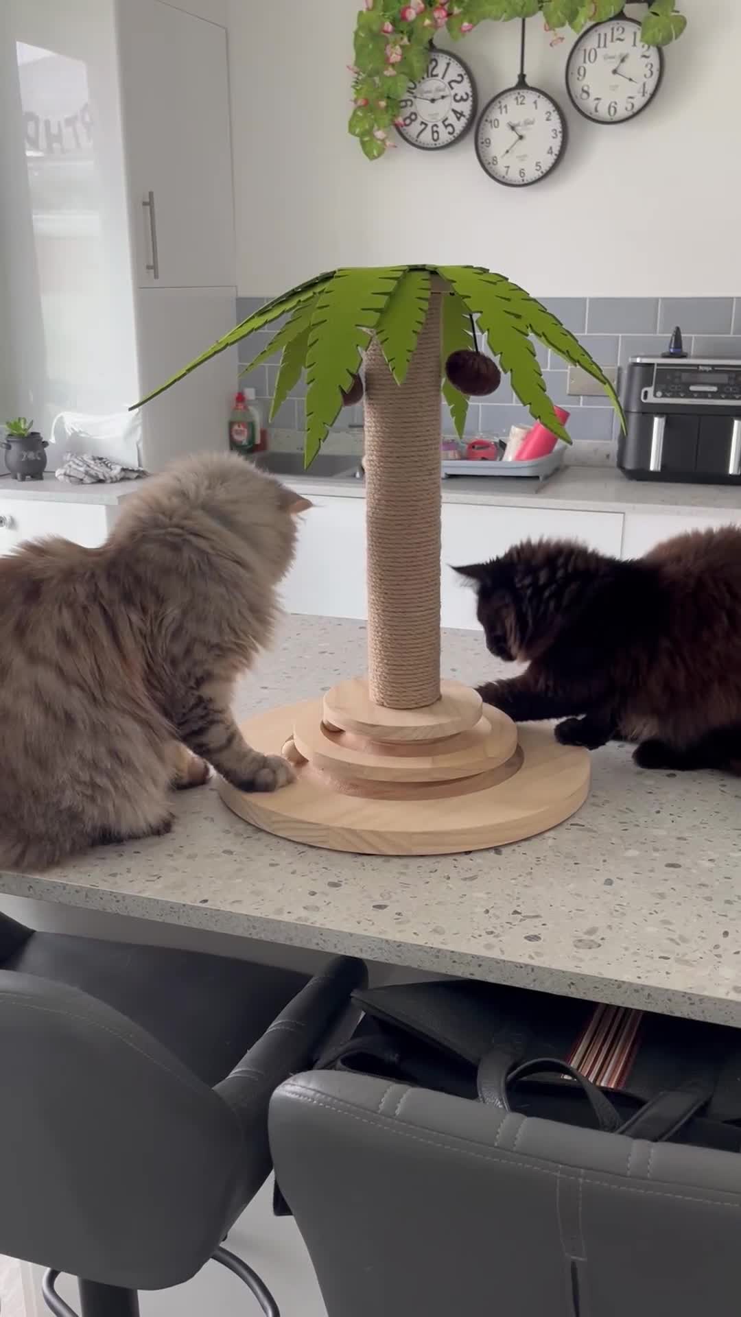 Maine Coon cats for sale: Male MaineCoon - Video 1